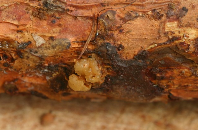 Tremella